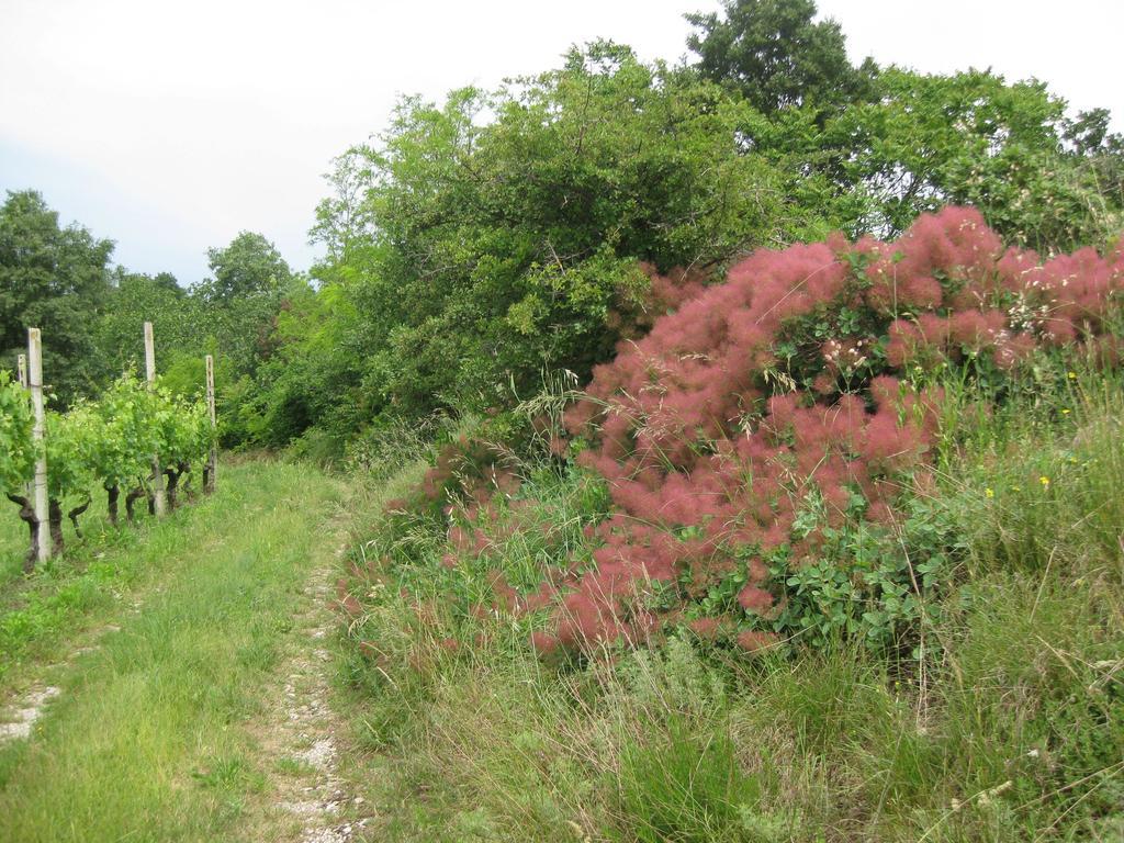 Agriturismo Campagnoletto Cavriana Экстерьер фото